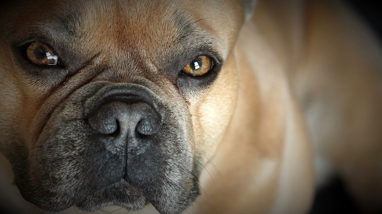 Understanding the Friendly Nature of the English Bulldog